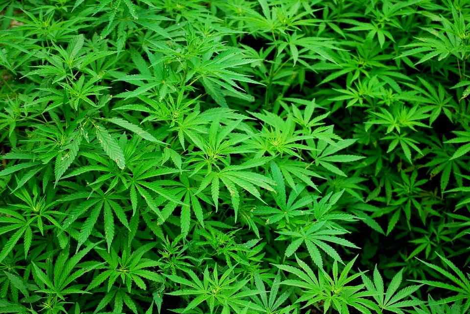 top 9 health benefits of marijuana