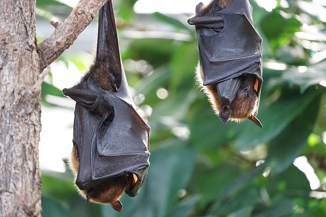 the outbreak of the deadly virus Nipah and its all about